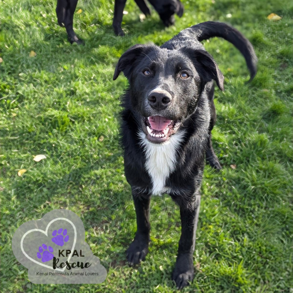 Route - Mail Litter, an adoptable Mixed Breed in Kenai, AK, 99611 | Photo Image 2