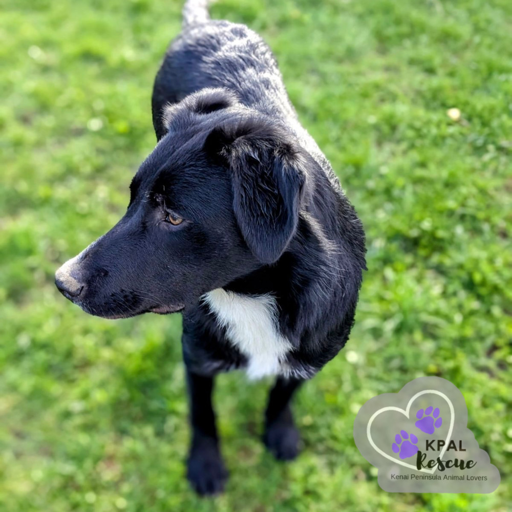 Route - Mail Litter, an adoptable Mixed Breed in Kenai, AK, 99611 | Photo Image 3