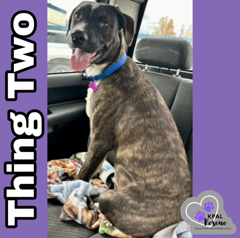 Thing Two - Dr. Seuss Litter, an adoptable Pit Bull Terrier, Mixed Breed in Kenai, AK, 99611 | Photo Image 1