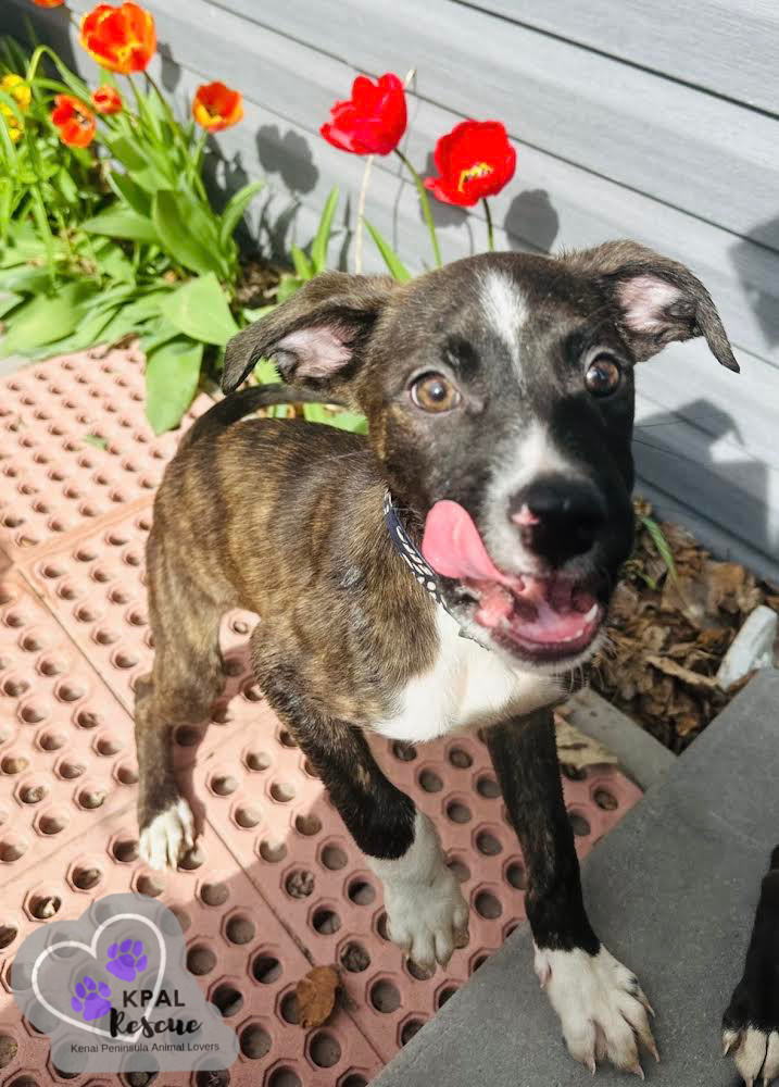 Thing Two - Dr. Seuss Litter, an adoptable Pit Bull Terrier, Mixed Breed in Kenai, AK, 99611 | Photo Image 6