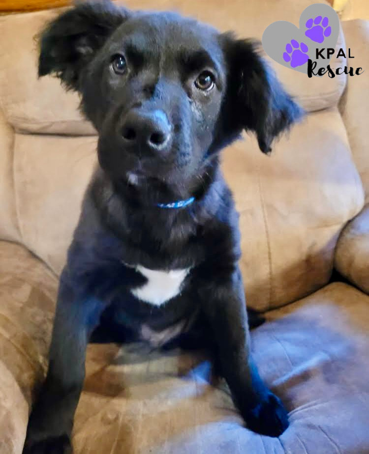 Calvin Klein - Blue Jeans Litter, an adoptable Australian Cattle Dog / Blue Heeler, Pit Bull Terrier in Kenai, AK, 99611 | Photo Image 3