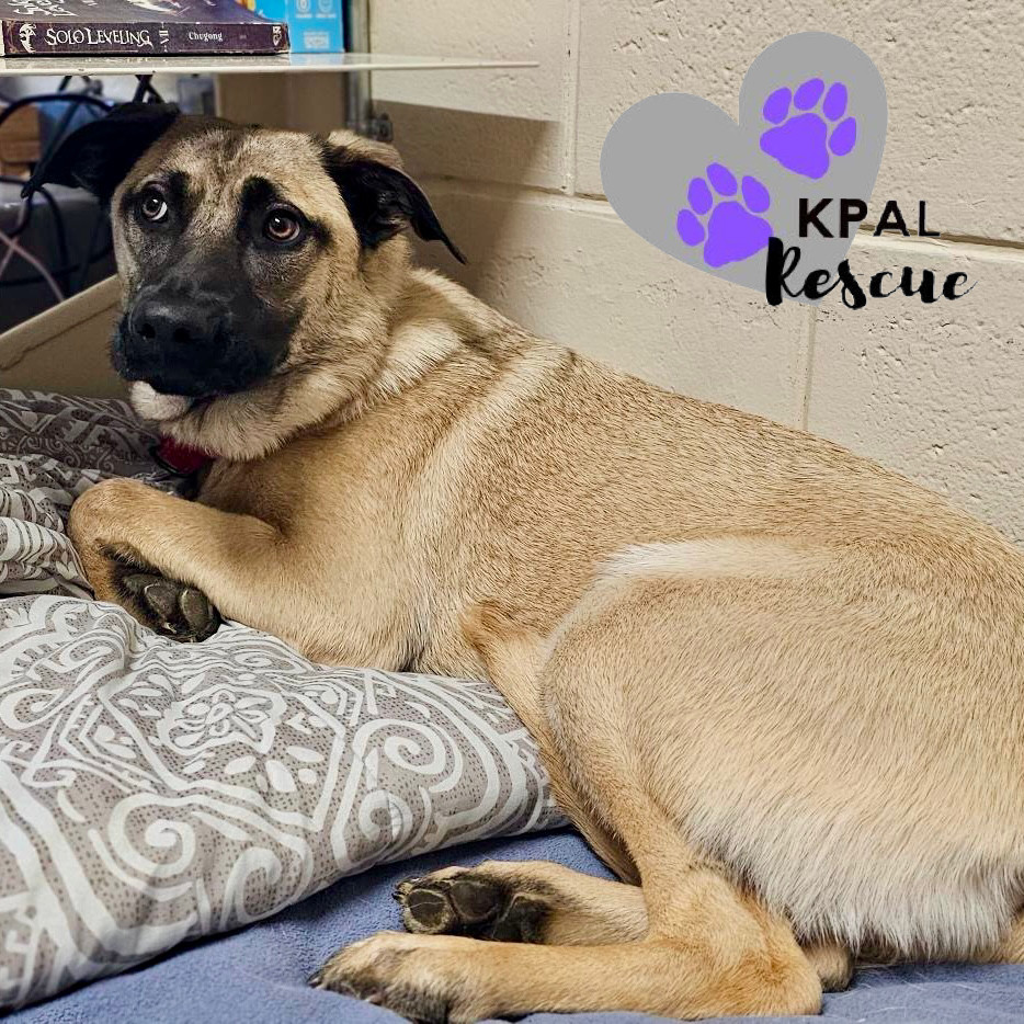 Cookie Dough - Ice Cream Litter, an adoptable Belgian Shepherd / Malinois, Mastiff in Kenai, AK, 99611 | Photo Image 1