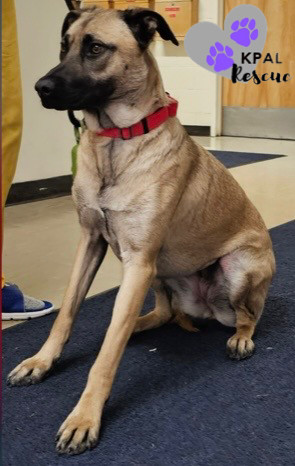 Cookie Dough - Ice Cream Litter, an adoptable Belgian Shepherd / Malinois, Mastiff in Kenai, AK, 99611 | Photo Image 1