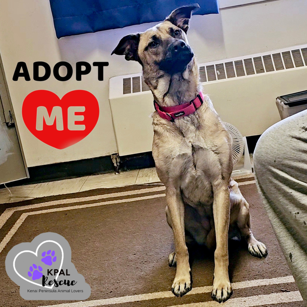 Cookie Dough - Ice Cream Litter, an adoptable Belgian Shepherd / Malinois, Mastiff in Kenai, AK, 99611 | Photo Image 2