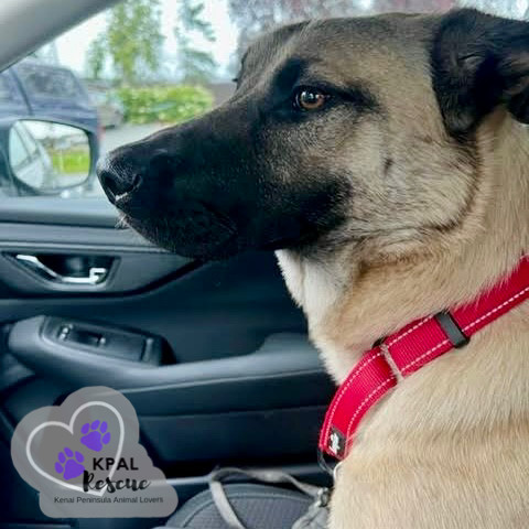 Cookie Dough - Ice Cream Litter, an adoptable Belgian Shepherd / Malinois, Mastiff in Kenai, AK, 99611 | Photo Image 3