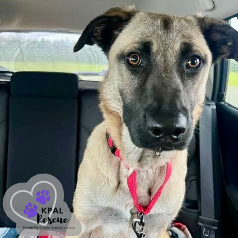 Cookie Dough - Ice Cream Litter, an adoptable Belgian Shepherd / Malinois, Mastiff in Kenai, AK, 99611 | Photo Image 3