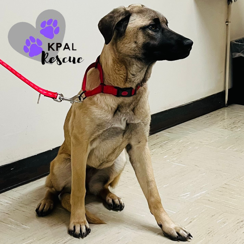 Cookie Dough - Ice Cream Litter, an adoptable Belgian Shepherd / Malinois, Mastiff in Kenai, AK, 99611 | Photo Image 4