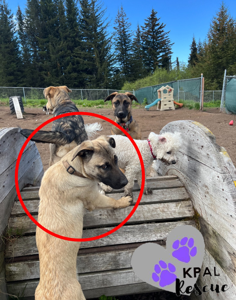 Cookie Dough - Ice Cream Litter, an adoptable Belgian Shepherd / Malinois, Mastiff in Kenai, AK, 99611 | Photo Image 6