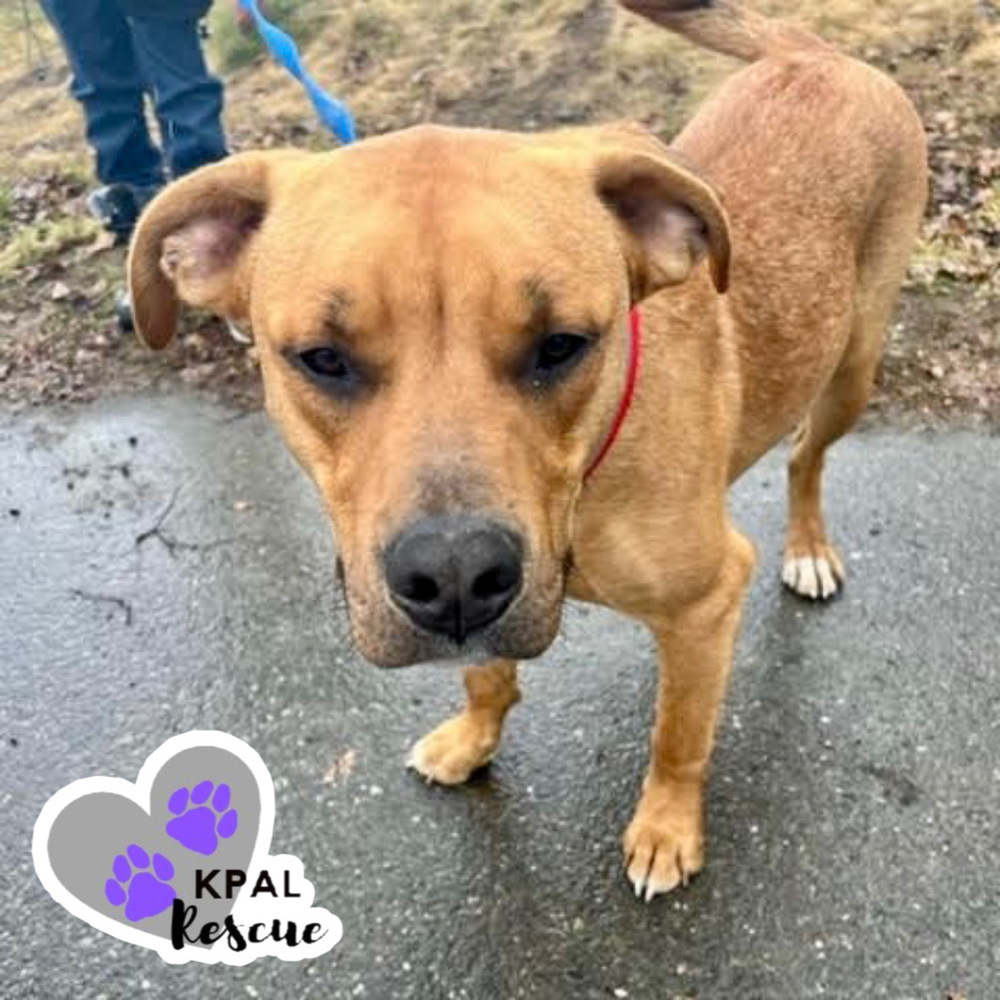 Elmer Fudd - Looney Tunes Litter, an adoptable Mixed Breed in Kenai, AK, 99611 | Photo Image 2