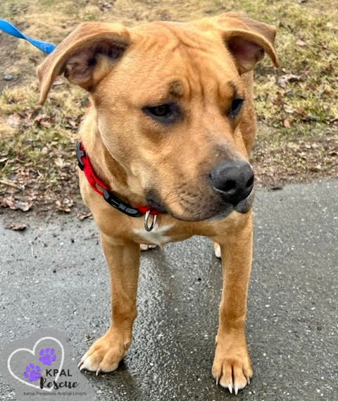 Elmer Fudd - Looney Tunes Litter, an adoptable Mixed Breed in Kenai, AK, 99611 | Photo Image 4