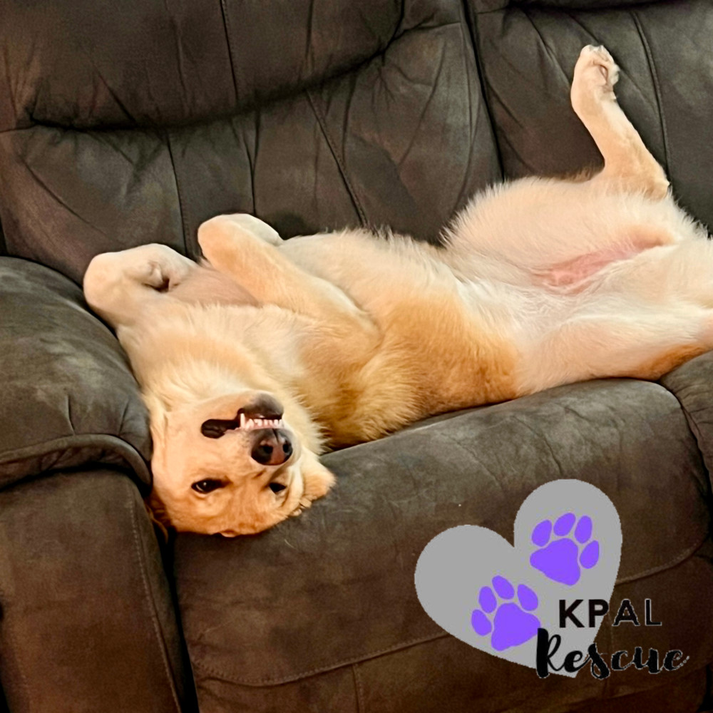 Mandalay - Vegas Litter, an adoptable German Shepherd Dog, Mixed Breed in Kenai, AK, 99611 | Photo Image 1