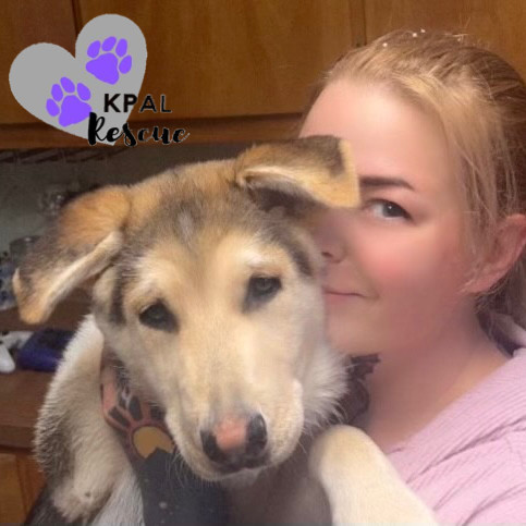 Mandalay - Vegas Litter, an adoptable German Shepherd Dog, Mixed Breed in Kenai, AK, 99611 | Photo Image 2
