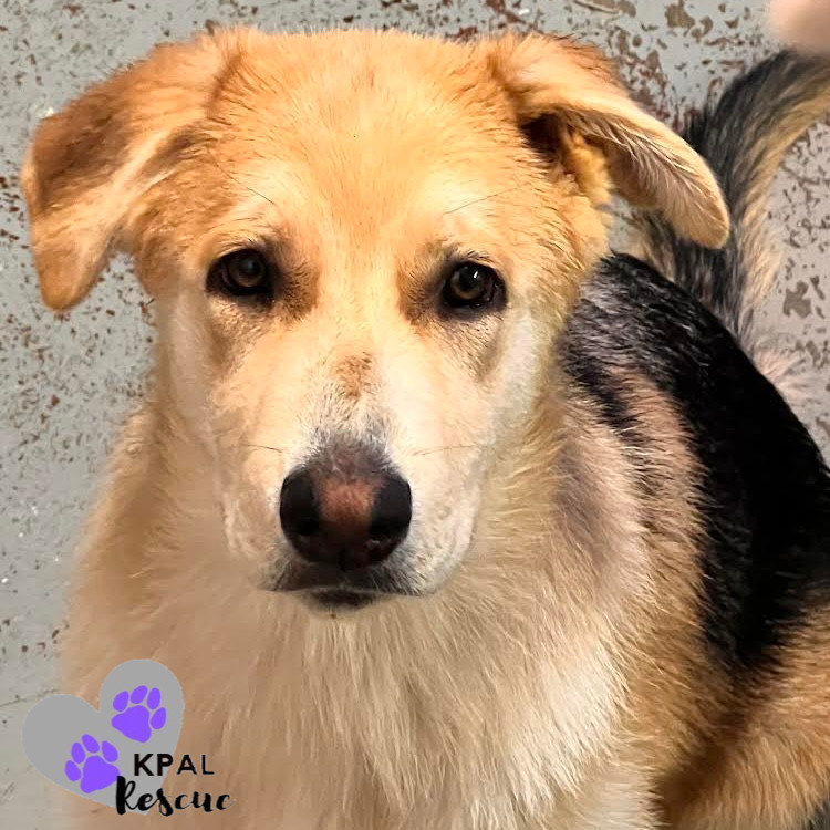 Mandalay - Vegas Litter, an adoptable German Shepherd Dog, Mixed Breed in Kenai, AK, 99611 | Photo Image 3