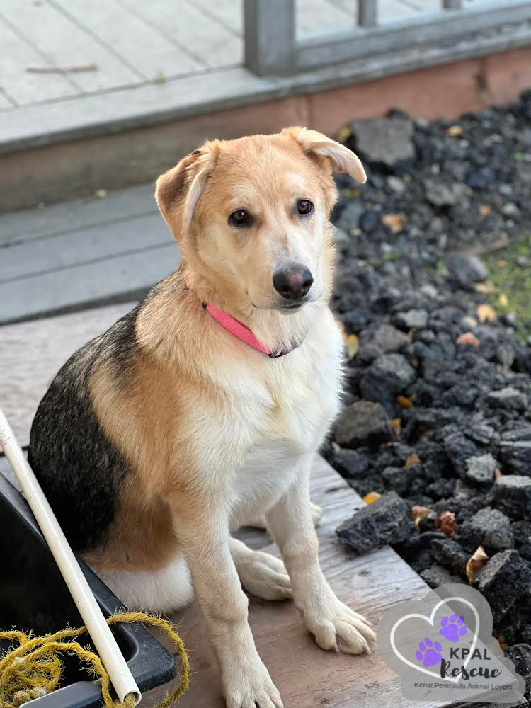 Mandalay - Vegas Litter, an adoptable German Shepherd Dog, Mixed Breed in Kenai, AK, 99611 | Photo Image 3
