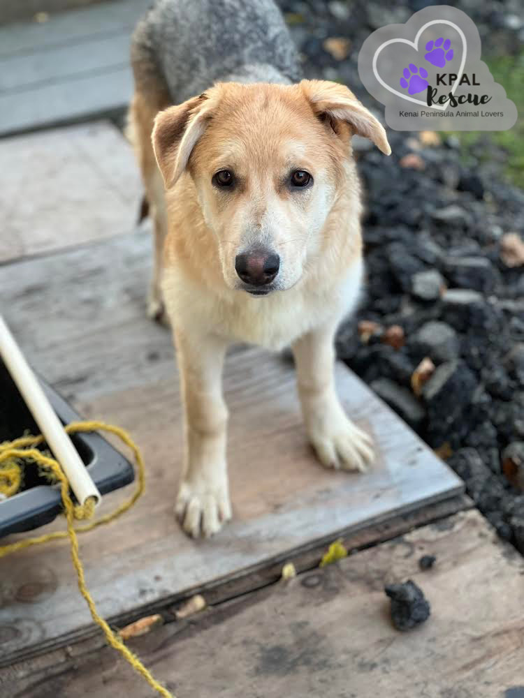 Mandalay - Vegas Litter, an adoptable German Shepherd Dog, Mixed Breed in Kenai, AK, 99611 | Photo Image 4