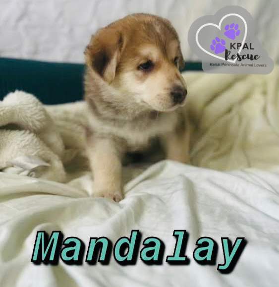 Mandalay - Vegas Litter, an adoptable German Shepherd Dog, Mixed Breed in Kenai, AK, 99611 | Photo Image 5