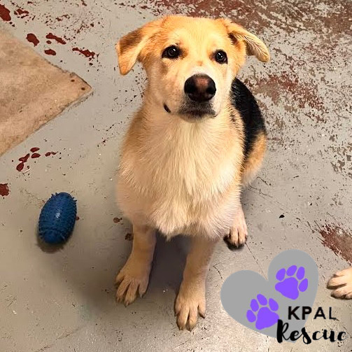 Mandalay - Vegas Litter, an adoptable German Shepherd Dog, Mixed Breed in Kenai, AK, 99611 | Photo Image 6