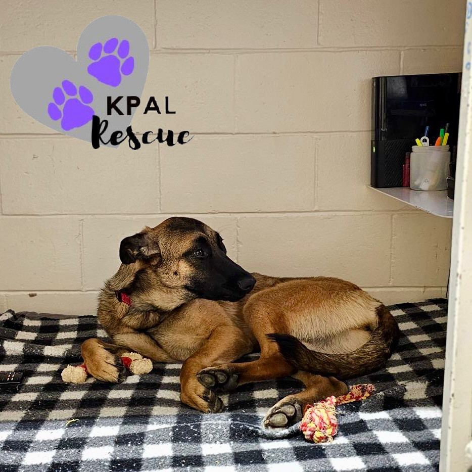 Rocky Road - Ice Cream Litter, an adoptable Mastiff, Mixed Breed in Kenai, AK, 99611 | Photo Image 1