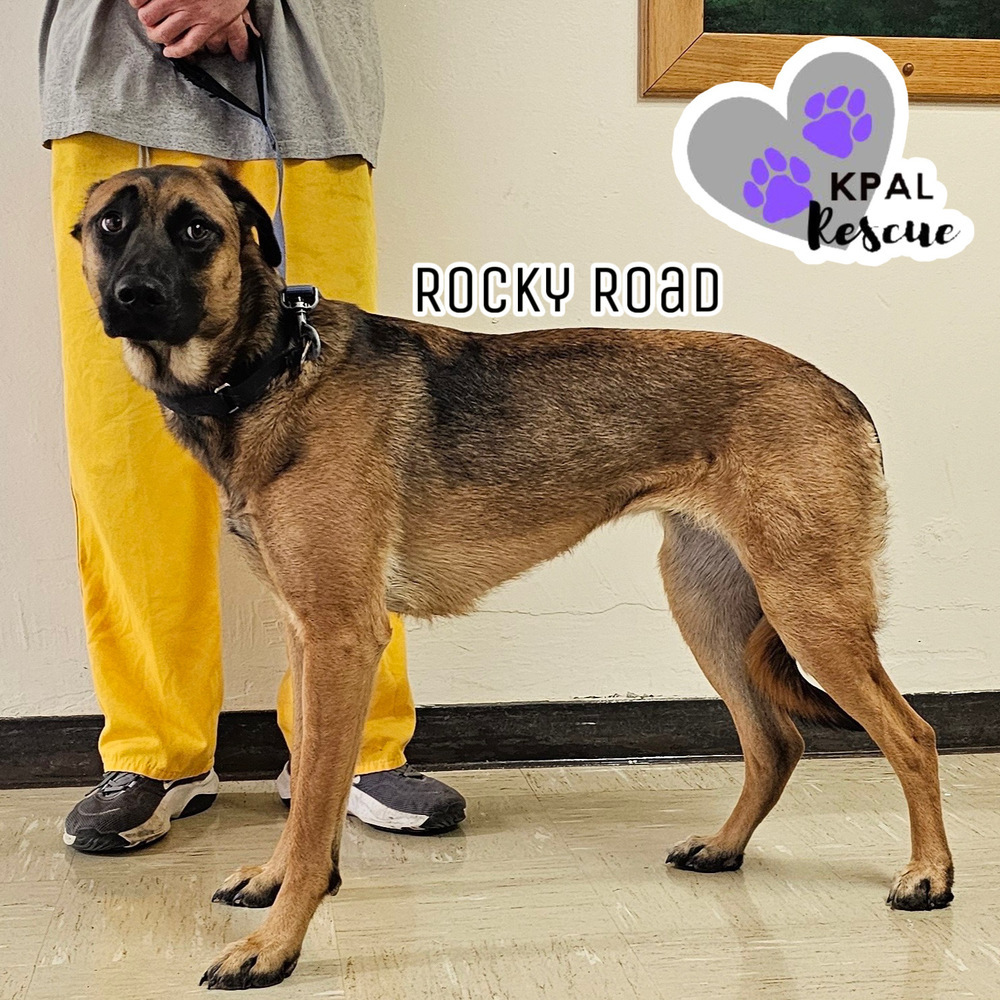 Rocky Road - Ice Cream Litter, an adoptable Mastiff, Mixed Breed in Kenai, AK, 99611 | Photo Image 1