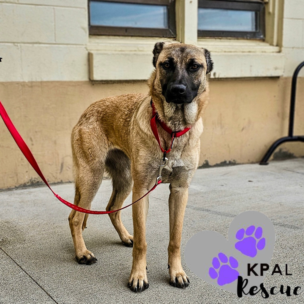 Rocky Road - Ice Cream Litter, an adoptable Mastiff, Mixed Breed in Kenai, AK, 99611 | Photo Image 2