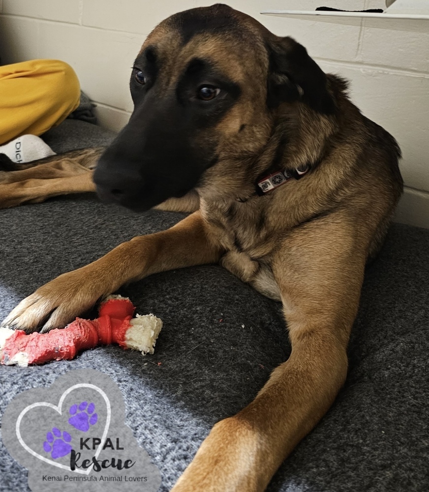 Rocky Road - Ice Cream Litter, an adoptable Mastiff, Mixed Breed in Kenai, AK, 99611 | Photo Image 2