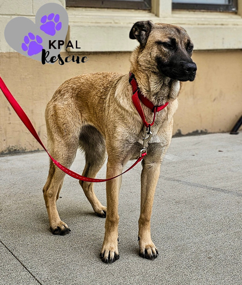 Rocky Road - Ice Cream Litter, an adoptable Mastiff, Mixed Breed in Kenai, AK, 99611 | Photo Image 3