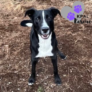 Bronco - Vehicle Litter, an adoptable Labrador Retriever, Pit Bull Terrier in Kenai, AK, 99611 | Photo Image 1