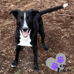 Bronco - Vehicle Litter, an adoptable Labrador Retriever, Pit Bull Terrier in Kenai, AK, 99611 | Photo Image 3