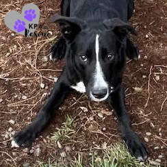 Bronco - Vehicle Litter, an adoptable Labrador Retriever, Pit Bull Terrier in Kenai, AK, 99611 | Photo Image 4