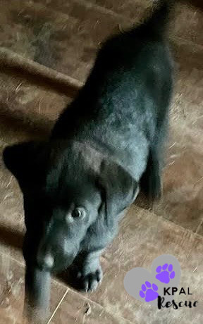 Don Jose - Homer Litter, an adoptable Labrador Retriever, Mixed Breed in Kenai, AK, 99611 | Photo Image 5