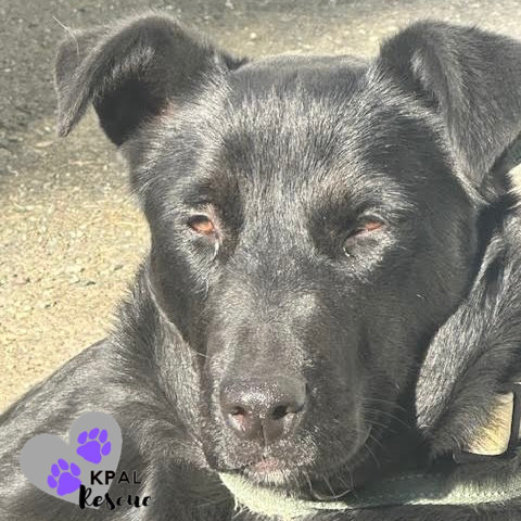 Porsche - Vehicle Litter, an adoptable Labrador Retriever, Pit Bull Terrier in Kenai, AK, 99611 | Photo Image 2