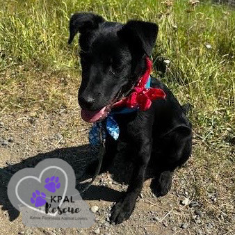 Porsche - Vehicle Litter, an adoptable Labrador Retriever, Pit Bull Terrier in Kenai, AK, 99611 | Photo Image 3