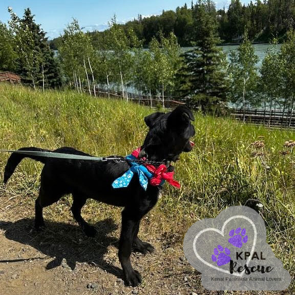 Porsche - Vehicle Litter, an adoptable Labrador Retriever, Pit Bull Terrier in Kenai, AK, 99611 | Photo Image 4