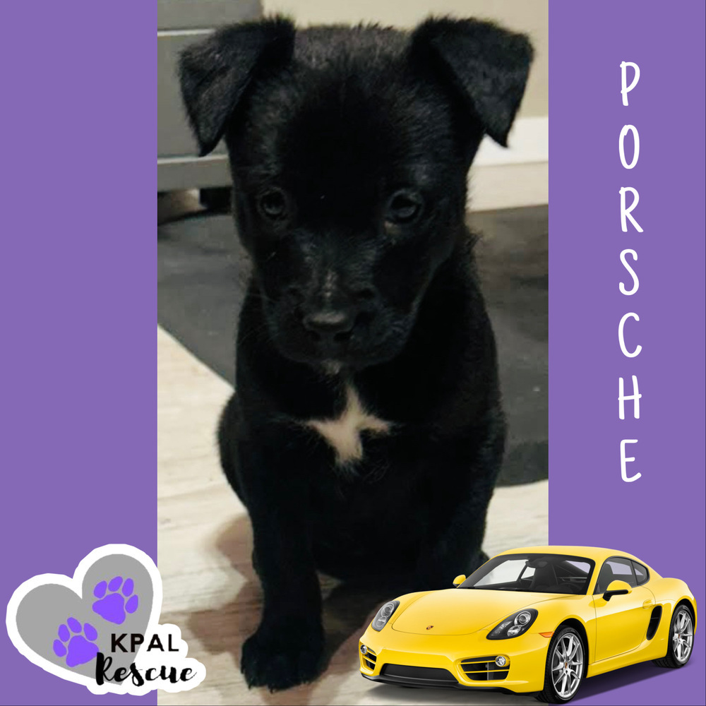 Porsche - Vehicle Litter, an adoptable Labrador Retriever, Pit Bull Terrier in Kenai, AK, 99611 | Photo Image 6