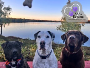 Pup Pup, an adoptable Mixed Breed in Kenai, AK, 99611 | Photo Image 2