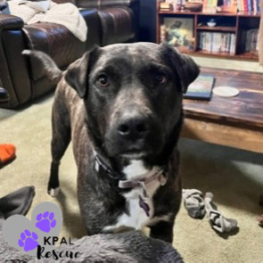 Pup Pup, an adoptable Mixed Breed in Kenai, AK, 99611 | Photo Image 2