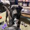 Pup Pup photo 2