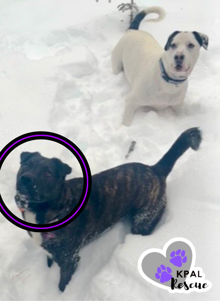 Pup Pup, an adoptable Mixed Breed in Kenai, AK, 99611 | Photo Image 3