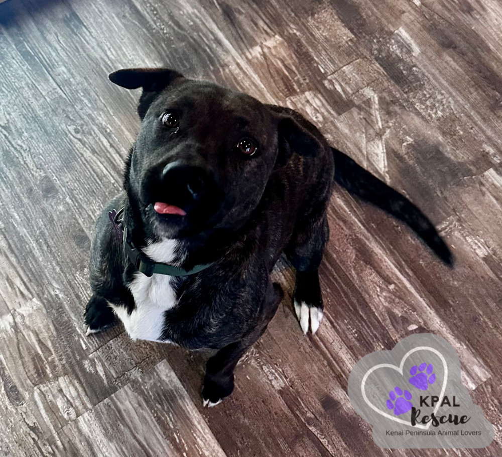 Pup Pup, an adoptable Mixed Breed in Kenai, AK, 99611 | Photo Image 4