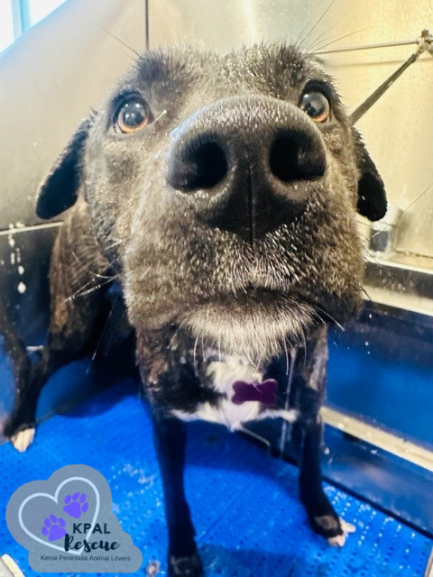 Pup Pup, an adoptable Mixed Breed in Kenai, AK, 99611 | Photo Image 5
