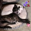 Pup Pup photo 6