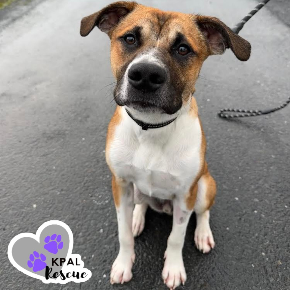 Rick, an adoptable Mixed Breed in Kenai, AK, 99611 | Photo Image 1