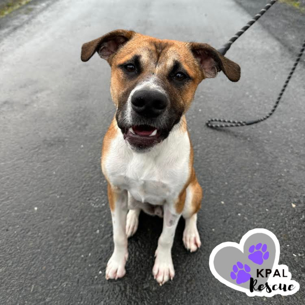 Rick, an adoptable Mixed Breed in Kenai, AK, 99611 | Photo Image 3