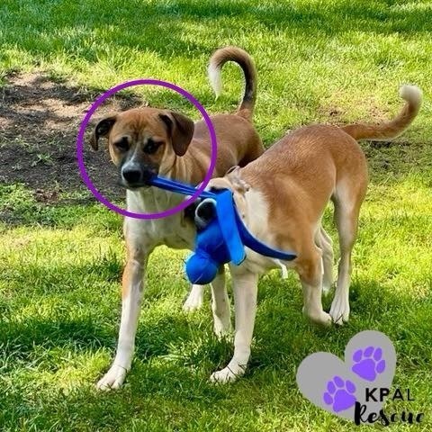 Rick, an adoptable Mixed Breed in Kenai, AK, 99611 | Photo Image 5