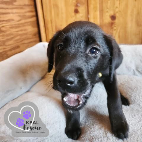 AJ - Homer Litter, an adoptable Labrador Retriever, Mixed Breed in Kenai, AK, 99611 | Photo Image 3