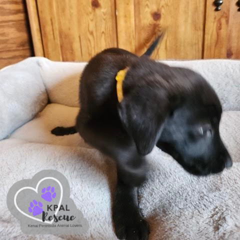 AJ - Homer Litter, an adoptable Labrador Retriever, Mixed Breed in Kenai, AK, 99611 | Photo Image 4