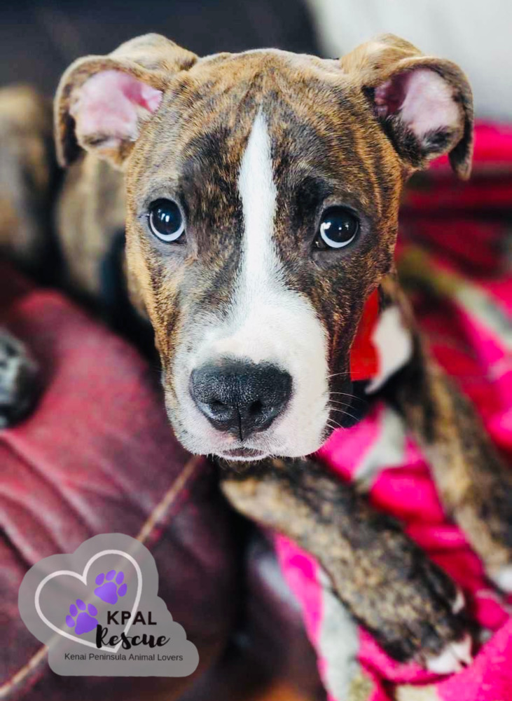 Bosley - Charlies Angels Litter, an adoptable Mastiff, Mixed Breed in Kenai, AK, 99611 | Photo Image 1