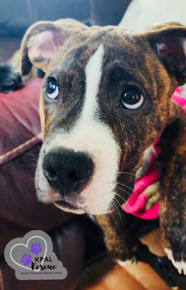 Bosley - Charlies Angels Litter, an adoptable Mastiff, Mixed Breed in Kenai, AK, 99611 | Photo Image 2