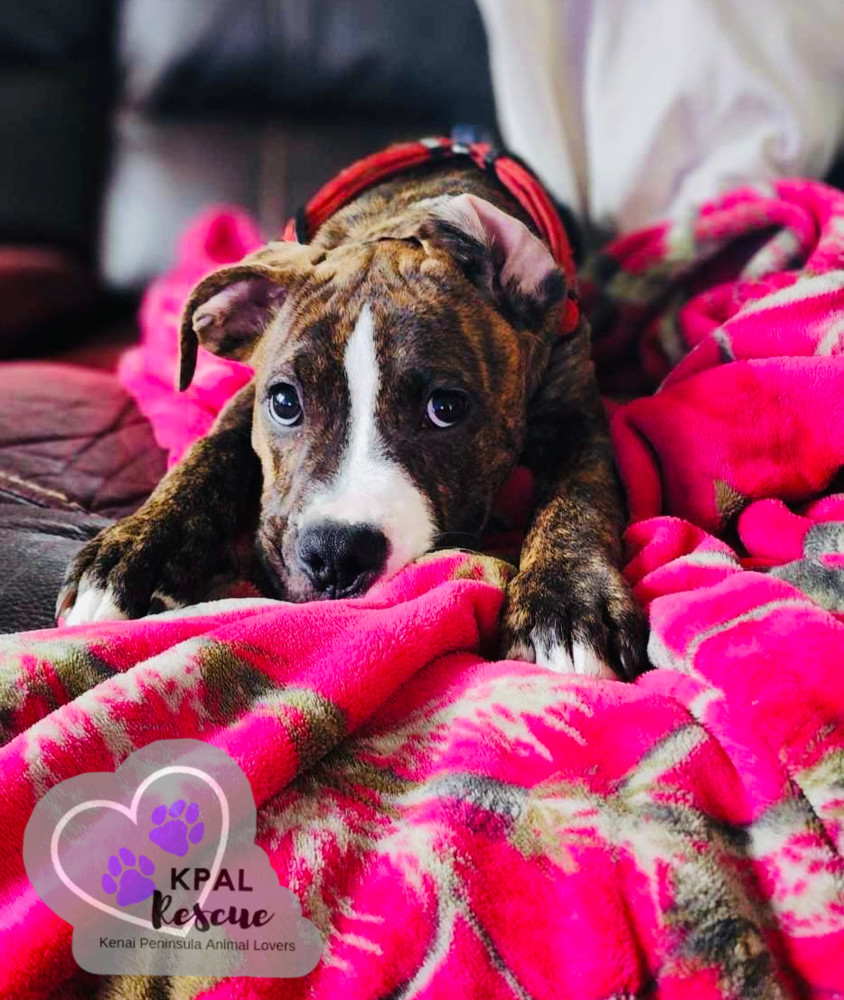 Bosley - Charlies Angels Litter, an adoptable Mastiff, Mixed Breed in Kenai, AK, 99611 | Photo Image 3