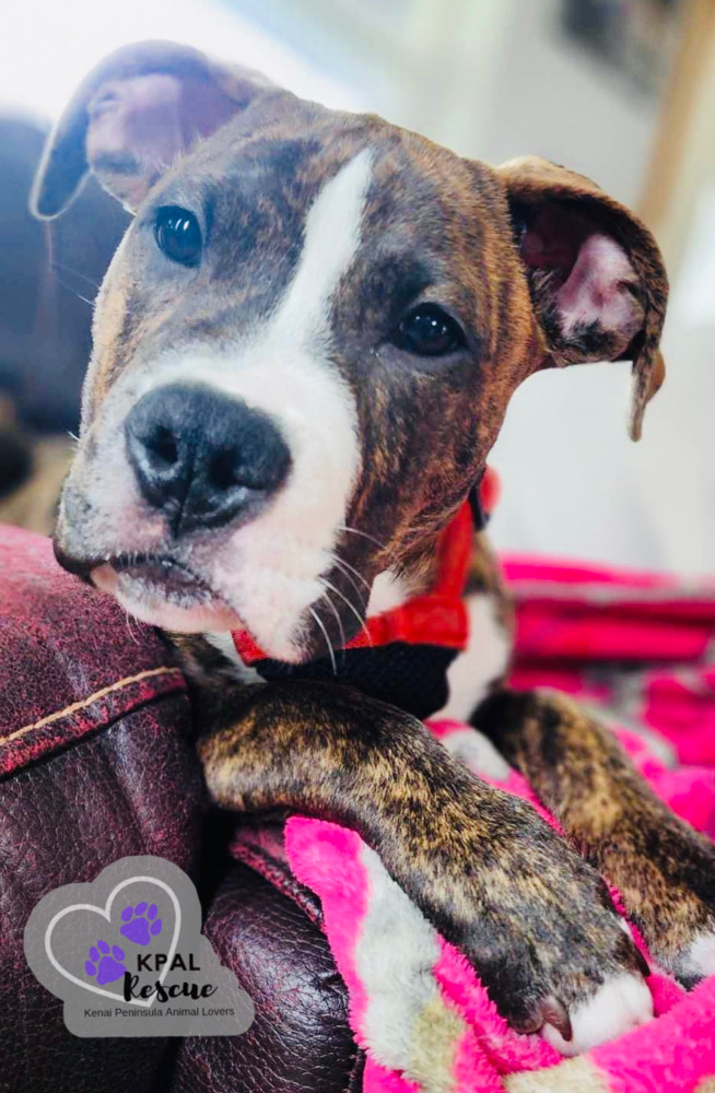 Bosley - Charlies Angels Litter, an adoptable Mastiff, Mixed Breed in Kenai, AK, 99611 | Photo Image 4